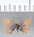  (Itylos pacis - CFCD00378)  @11 [ ] Copyright (2018) Christer Fahraeus Center For Collection-Based Research