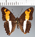  (Adelpha sp. CF20 - CFCD03792)  @11 [ ] copyright (2023) Center For Collection-Based Research Center For Collection-Based Research