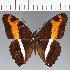  (Adelpha sp. CF32 - CFCD03813)  @11 [ ] copyright (2023) Center For Collection-Based Research Center For Collection-Based Research