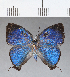  ( - CFCD00423)  @11 [ ] Copyright (2018) Christer Fahraeus Center For Collection-Based Research