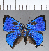  ( - CFCD00438)  @11 [ ] Copyright (2018) Christer Fahraeus Center For Collection-Based Research