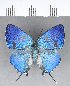  ( - CFCD00457)  @11 [ ] Copyright (2018) Christer Fahraeus Center For Collection-Based Research