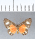  ( - CFCD00047)  @11 [ ] Copyright (2018) Christer Fahraeus Center For Collection-Based Research