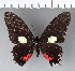  (Eurytides xynias - CFCD00486)  @11 [ ] Copyright (2018) Christer Fahraeus Center For Collection-Based Research