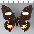  (Eurytides xeniades - CFCD00487)  @11 [ ] Copyright (2018) Christer Fahraeus Center For Collection-Based Research