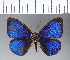  ( - CFCD00005)  @11 [ ] Copyright (2018) Christer Fahraeus Center For Collection-Based Research