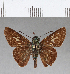  (Orthos trinka - CFCD00557)  @11 [ ] Copyright (2018) Christer Fahraeus Center For Collection-Based Research