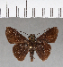  (Cynea robba - CFCD00565)  @11 [ ] Copyright (2018) Christer Fahraeus Center For Collection-Based Research
