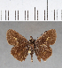  (Callimormus sp. CF01 - CFCD00570)  @11 [ ] Copyright (2018) Christer Fahraeus Center For Collection-Based Research