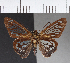  ( - CFCD00584)  @13 [ ] Copyright (2018) Christer Fahraeus Center For Collection-Based Research