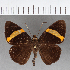  (Celaenorrhinus sp. CF02 - CFCD00596)  @11 [ ] Copyright (2018) Christer Fahraeus Center For Collection-Based Research