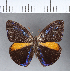  (Magneuptychia tricolor - CFCD00063)  @11 [ ] Copyright (2018) Christer Fahraeus Center For Collection-Based Research