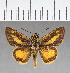  (Anatrytone barbara - CFCD00630)  @11 [ ] Copyright (2018) Christer Fahraeus Center For Collection-Based Research