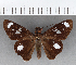  (Carystus phorcus - CFCD00656)  @13 [ ] Copyright (2018) Christer Fahraeus Center For Collection-Based Research