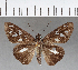  (Carystus periphas - CFCD00658)  @11 [ ] Copyright (2018) Christer Fahraeus Center For Collection-Based Research