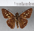  (Calpodes sp. CF03 - CFCD00687)  @11 [ ] Copyright (2018) Christer Fahraeus Center For Collection-Based Research