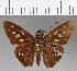  (Calpodes sp. CF04 - CFCD00690)  @11 [ ] Copyright (2018) Christer Fahraeus Center For Collection-Based Research