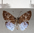  (Achlyodini - CFCD00701)  @11 [ ] Copyright (2018) Christer Fahraeus Center For Collection-Based Research
