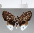  ( - CFCD00706)  @11 [ ] Copyright (2018) Christer Fahraeus Center For Collection-Based Research