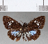  ( - CFCD00708)  @11 [ ] Copyright (2018) Christer Fahraeus Center For Collection-Based Research