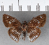  ( - CFCD00716)  @11 [ ] Copyright (2018) Christer Fahraeus Center For Collection-Based Research