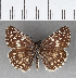  ( - CFCD00733)  @11 [ ] Copyright (2018) Christer Fahraeus Center For Collection-Based Research