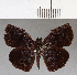  (Cycloglypha thrasibulus - CFCD00742)  @13 [ ] Copyright (2018) Christer Fahraeus Center For Collection-Based Research