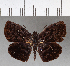  (Cycloglypha tisias - CFCD00748)  @11 [ ] Copyright (2018) Christer Fahraeus Center For Collection-Based Research