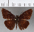  (Echelatus tolimus - CFCD00755)  @11 [ ] Copyright (2018) Christer Fahraeus Center For Collection-Based Research