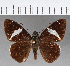  (Celaenorrhinus autochton - CFCD00758)  @11 [ ] Copyright (2018) Christer Fahraeus Center For Collection-Based Research