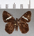  ( - CFCD00767)  @13 [ ] Copyright (2018) Christer Fahraeus Center For Collection-Based Research