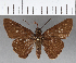  (Hesperiidae_gen sp. CF01 - CFCD00791)  @11 [ ] Copyright (2018) Christer Fahraeus Center For Collection-Based Research