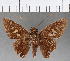  (Calpodes chiomara - CFCD00799)  @11 [ ] Copyright (2018) Christer Fahraeus Center For Collection-Based Research