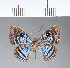  ( - CFCD00008)  @11 [ ] Copyright (2018) Christer Fahraeus Center For Collection-Based Research