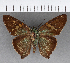  (Aguna latifascia - CFCD00833)  @11 [ ] Copyright (2018) Christer Fahraeus Center For Collection-Based Research