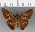  (Calpodes longirostris - CFCD00843)  @11 [ ] Copyright (2018) Christer Fahraeus Center For Collection-Based Research
