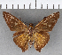  (Epargyreus dicta - CFCD00845)  @11 [ ] Copyright (2018) Christer Fahraeus Center For Collection-Based Research
