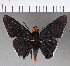  (Pyrrhopygopsis socrates - CFCD00898)  @11 [ ] Copyright (2018) Christer Fahraeus Center For Collection-Based Research