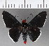  ( - CFCD00901)  @11 [ ] Copyright (2018) Christer Fahraeus Center For Collection-Based Research
