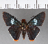  (Thracides cleanthes - CFCD00906)  @13 [ ] Copyright (2018) Christer Fahraeus Center For Collection-Based Research