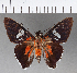  ( - CFCD00915)  @11 [ ] Copyright (2018) Christer Fahraeus Center For Collection-Based Research
