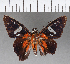  ( - CFCD00916)  @11 [ ] Copyright (2018) Christer Fahraeus Center For Collection-Based Research