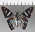  ( - CFCD00927)  @13 [ ] Copyright (2018) Christer Fahraeus Center For Collection-Based Research