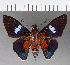  (Yanguna sp. CF01 - CFCD00932)  @11 [ ] Copyright (2018) Christer Fahraeus Center For Collection-Based Research