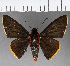  (Pyrrhopyge telassa phaeax - CFCD00945)  @11 [ ] Copyright (2018) Christer Fahraeus Center For Collection-Based Research