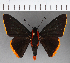  (Pyrrhopyge telassina telassina - CFCD00947)  @11 [ ] Copyright (2018) Christer Fahraeus Center For Collection-Based Research