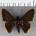  ( - CFCD00950)  @11 [ ] Copyright (2018) Christer Fahraeus Center For Collection-Based Research