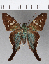  ( - CFCD00983)  @11 [ ] Copyright (2018) Christer Fahraeus Center For Collection-Based Research