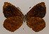  ( - CEP-MZUJ3928)  @11 [ ] by-nc-sa (2022) MZUJ Jagiellonian University, Nature Education Centre