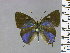  ( - RCCFXPL1H03)  @11 [ ] by-nc-sa (2022) C. FAYNEL MNHN, Paris